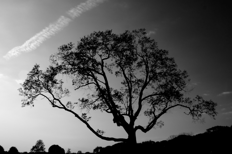 2010 10 23 IMG 13227bw